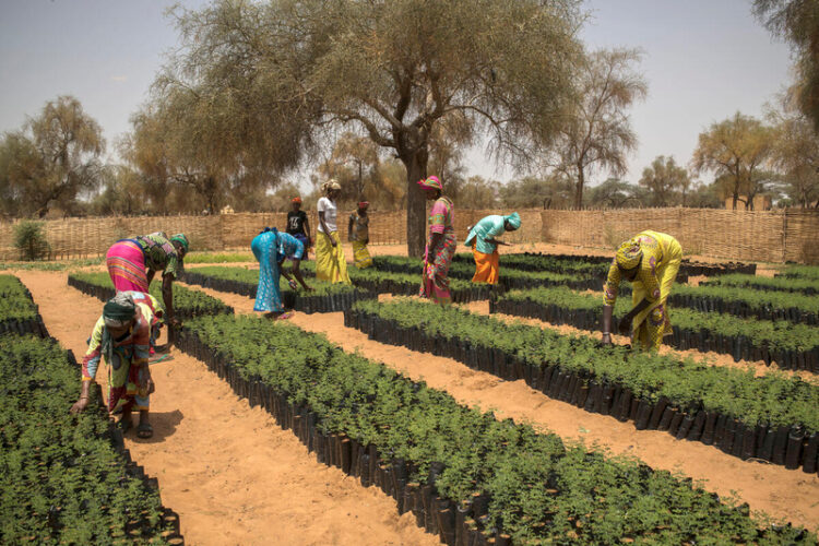 Radio Programme: Reforestation and Forest Restoration in Madagascar's Diana Region