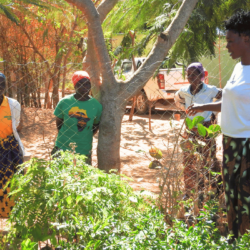 Savoirs locaux, impacts réels : 7 solutions climatiques pratiques issues des communautés rurales africaines