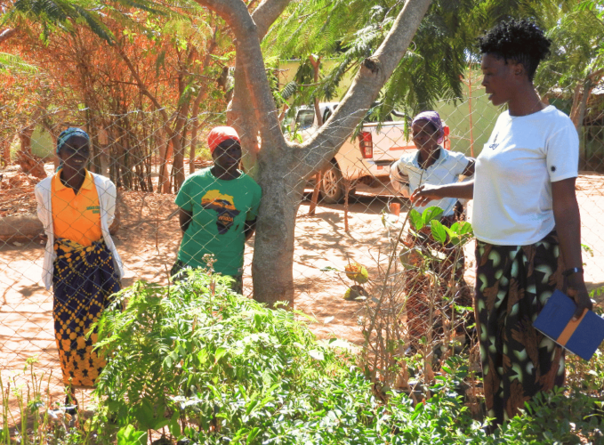 Savoirs locaux, impacts réels : 7 solutions climatiques pratiques issues des communautés rurales africaines