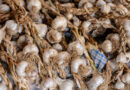 Programme radio : Comment les producteurs d’ail Tanzaniens préservent la qualité et augmentent leurs revenus gousse par gousse