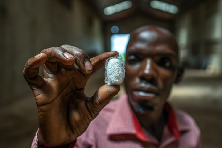 L’éclosion d’une activité en Ouganda: Le projet de coopération Sud-Sud réunissant la FAO, la Chine et l’Ouganda ouvre de nouveaux débouchés agricoles dans la sériciculture.